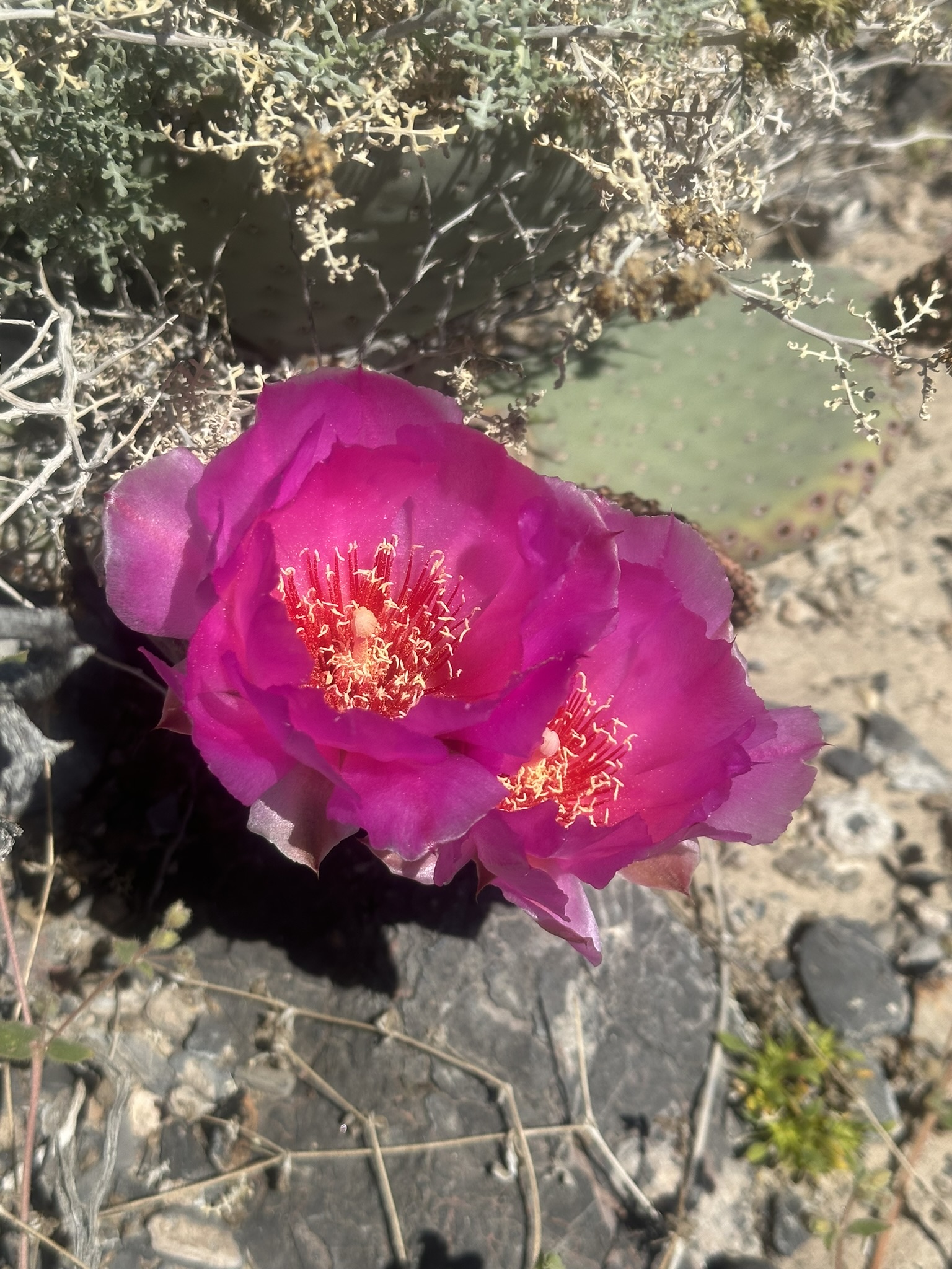 United States-National Parks-Other - Image 1026